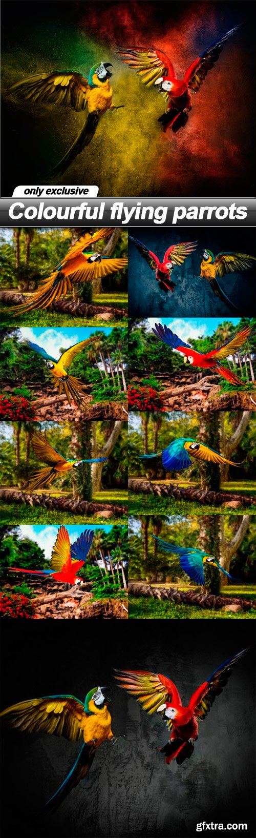 Colourful flying parrots - 10 UHQ JPEG