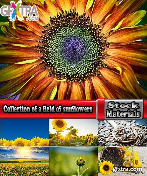 Field of Sunflowers 25xJPG