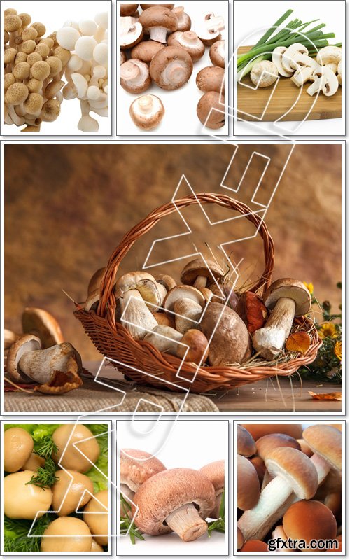 Mushroom for cooking - Stock photo
