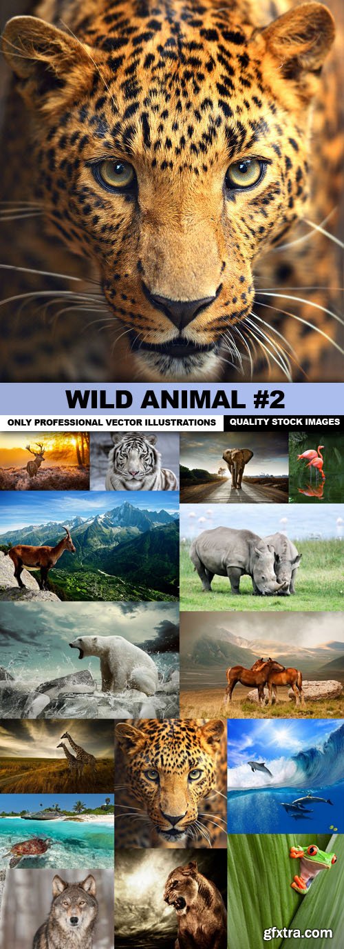Wild Animal #2 - 15 HQ Images