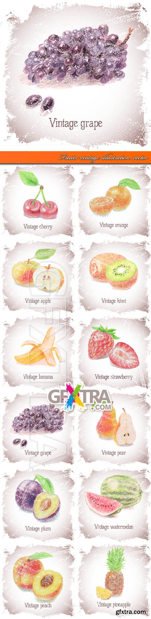 Fruits vintage illustration vector