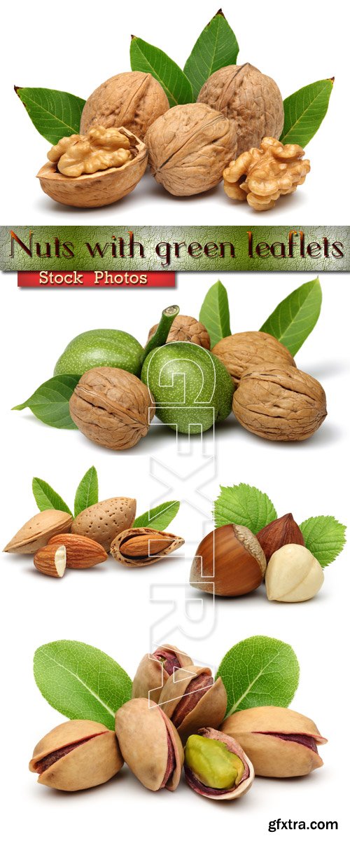Nuts with green leaflets - Photo