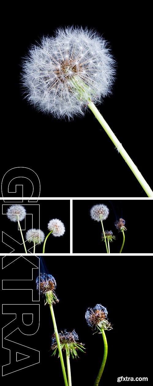 Stock Photos - Dandelion on a black background. Blown dandelion on a black background