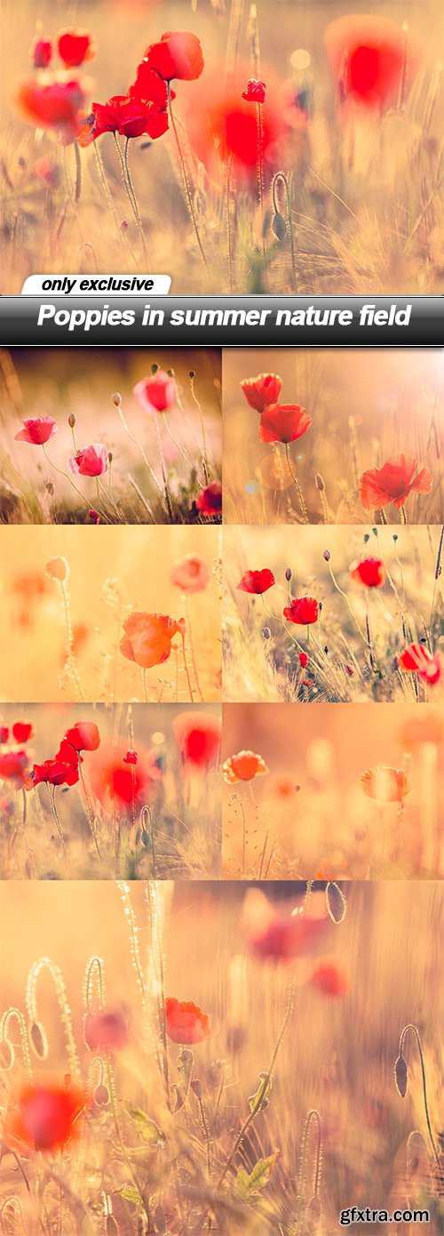 Poppies in summer nature field - 7 UHQ JPEG