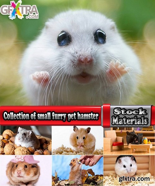 Collection of small furry pet hamster fur wool 25 HQ Jpeg