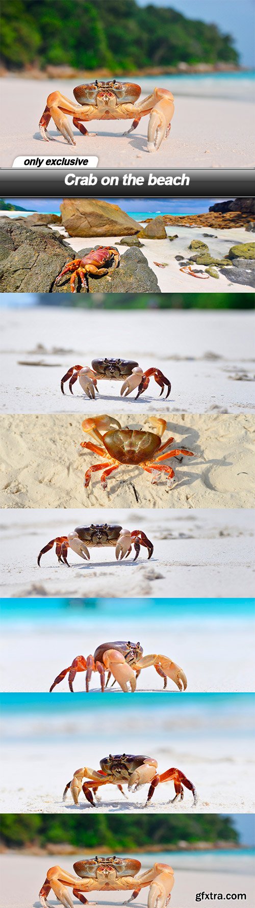 Crab on the beach - 7 UHQ JPEG