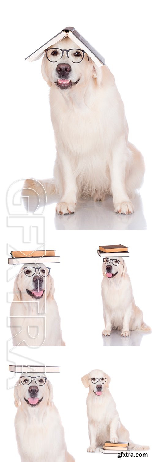 Stock Photos - Dog in glasses with books