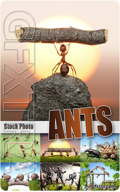 Ants - UHQ Stock Photo