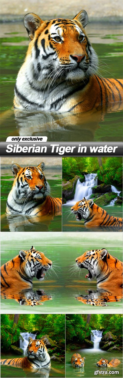 Siberian Tiger in water - 5 UHQ JPEG