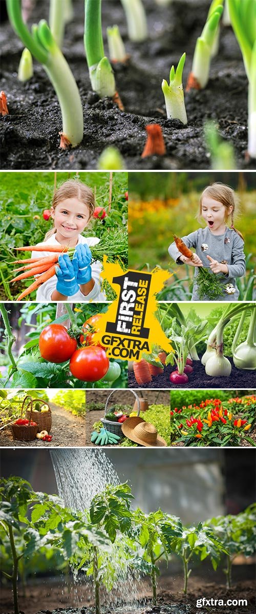 Stock Photos - Vegetable garden
