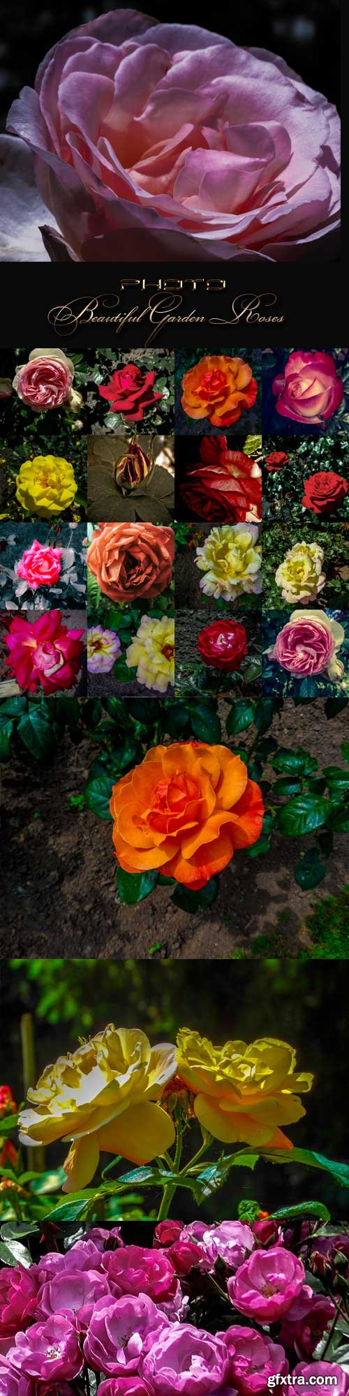Beautiful garden rose raster graphics
