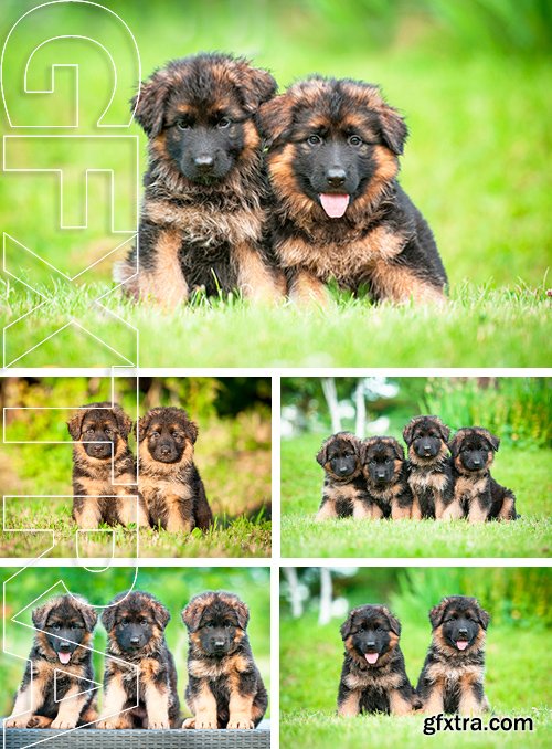 Stock Photos - Group of four little german shepherd puppies