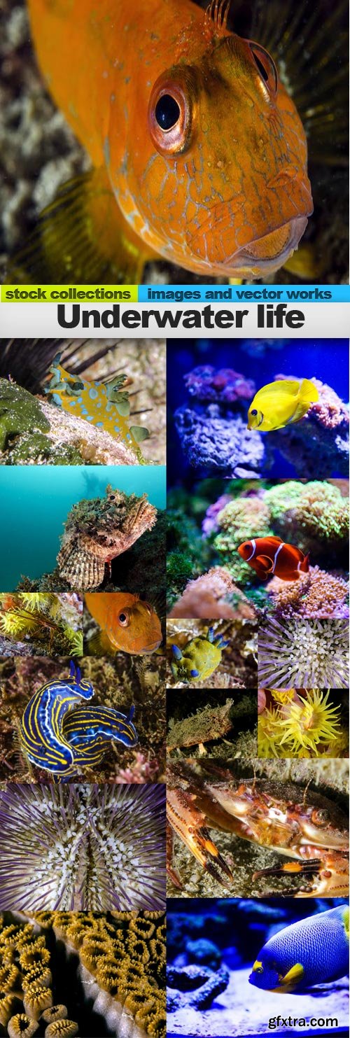 Underwater life, 15 x UHQ JPEG