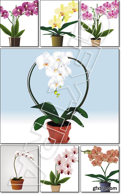 Orchid flowers in pot - Vector
