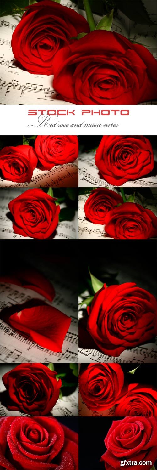 Red rose and music notes