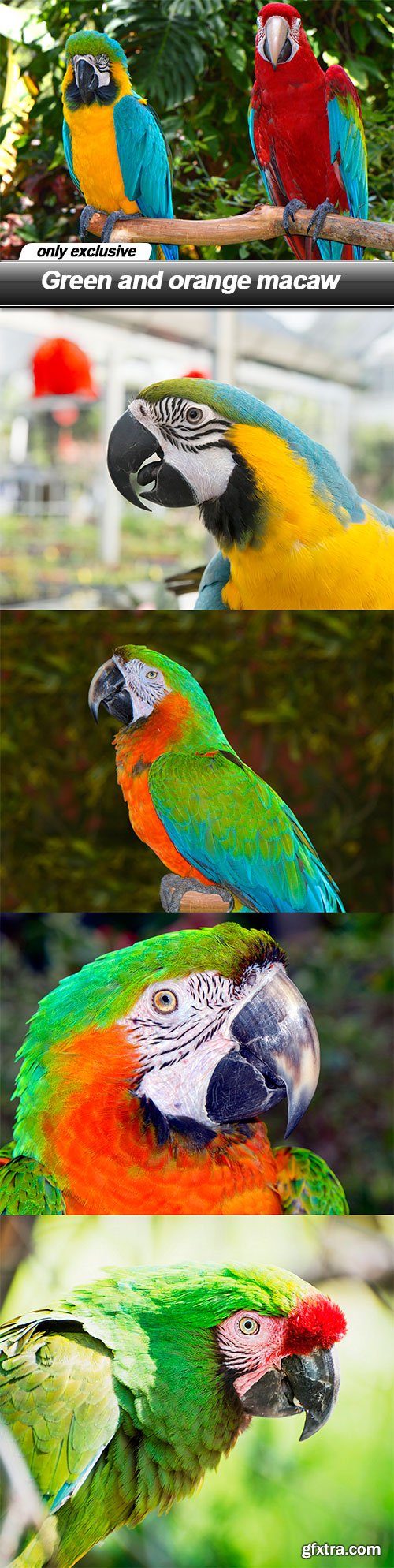 Green and orange macaw - 7 UHQ JPEG