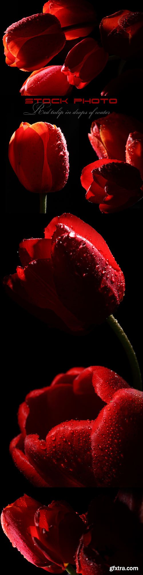 Red tulip in drops of water