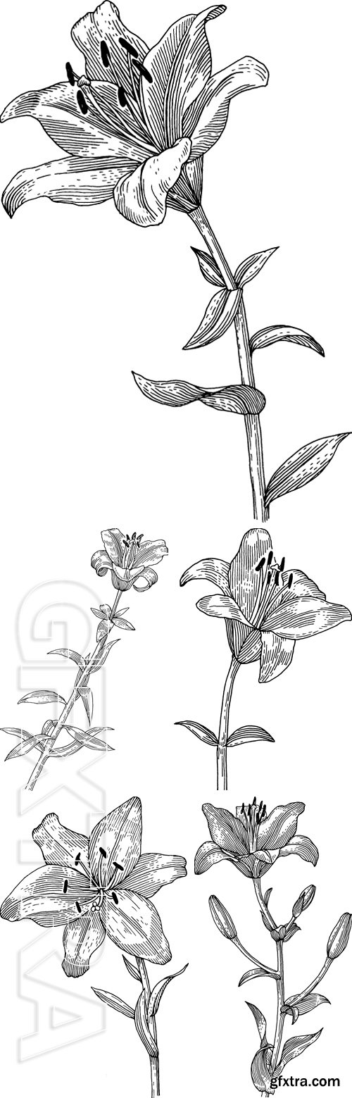 Stock Vectors - Sprig of blooming lily, black and white graphics