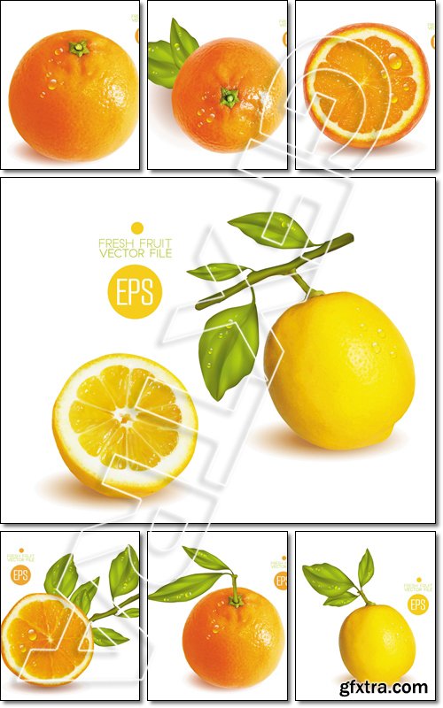 Citrus isolated, beautiful fresh fruit, branch with leaves - Vector