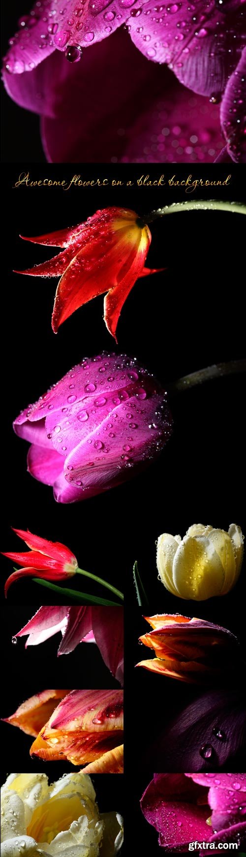Awesome flowers on a black background