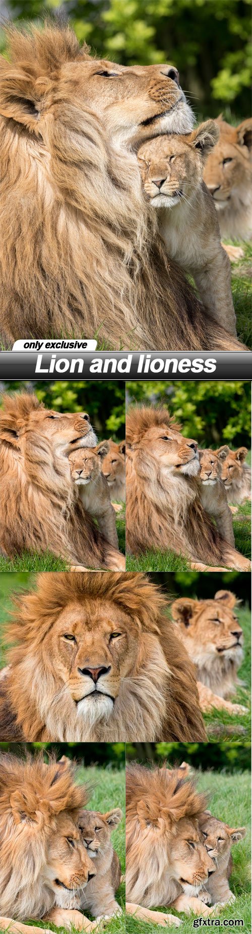 Lion and lioness - 5 UHQ JPEG