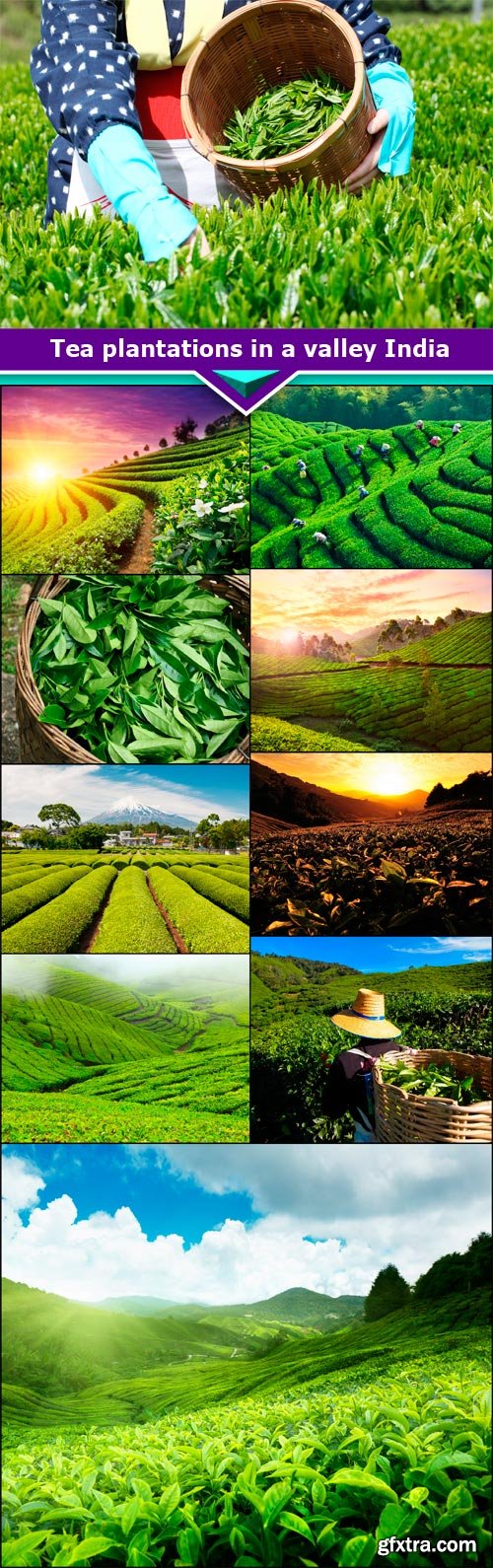 Tea plantations in a valley India 10X JPEG