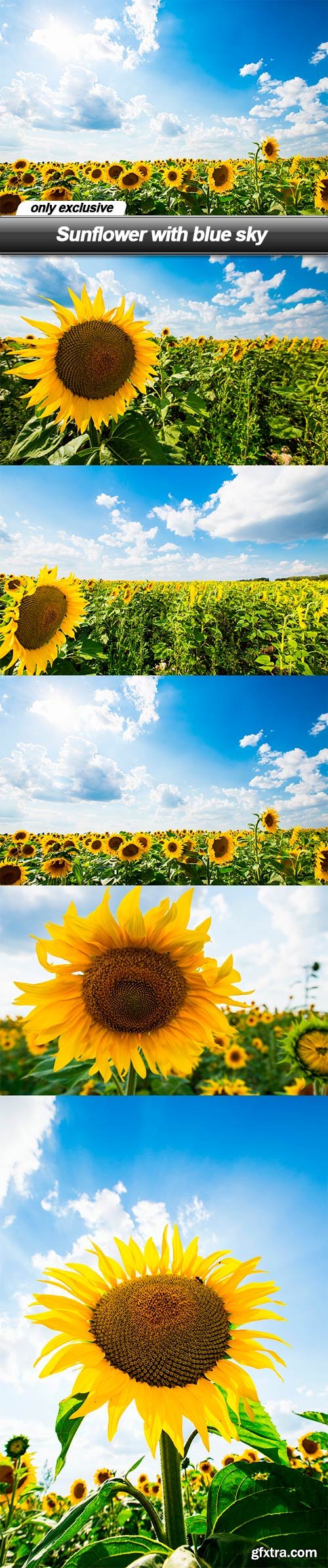 Sunflower with blue sky - 5 UHQ JPEG