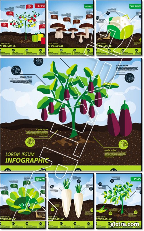 Vegetables infographics, illustration - Vector