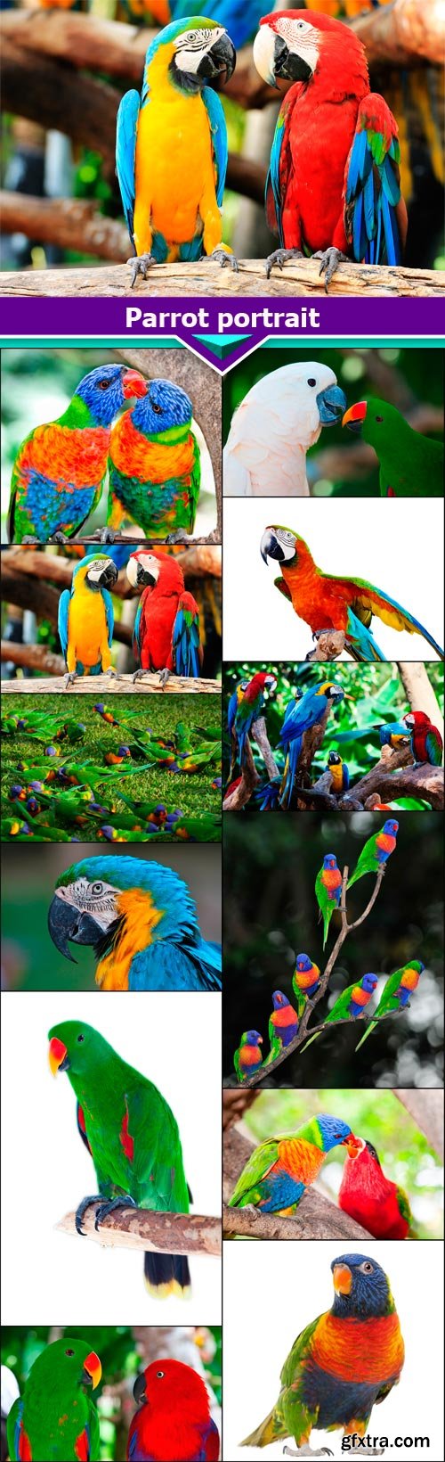 Parrot portrait 12X JPEG