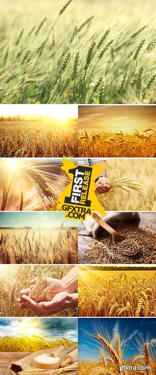 Stock Images Wheat