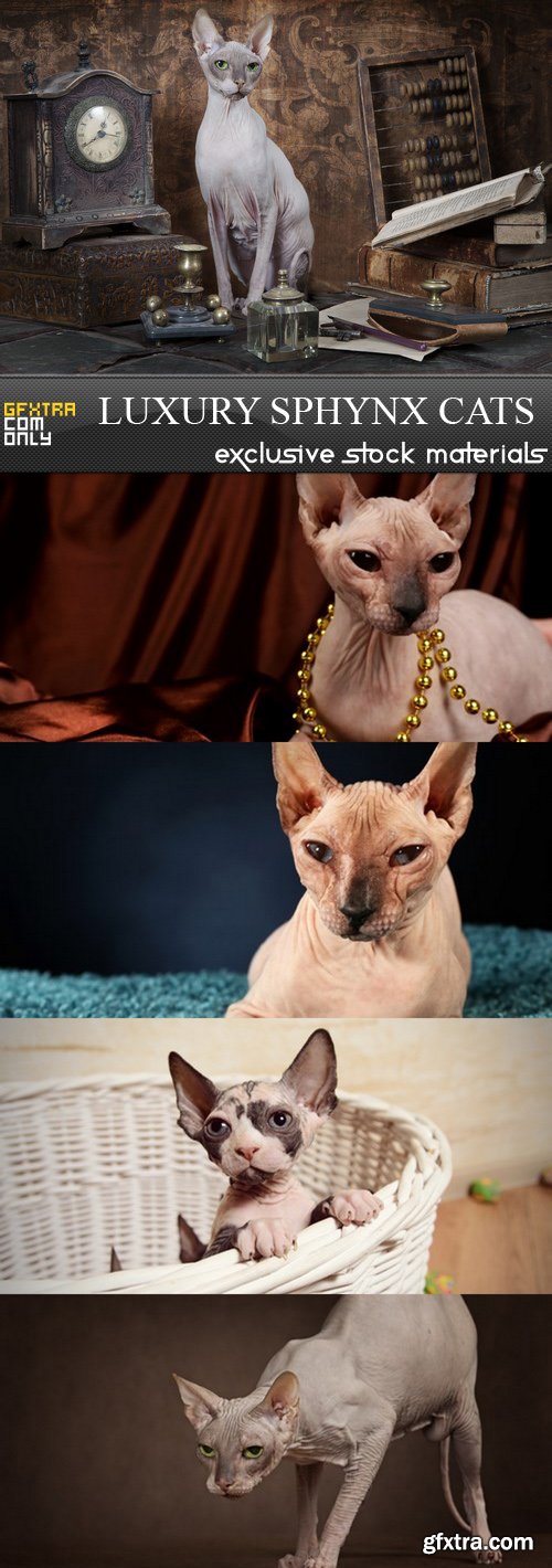 Luxury Sphynx cats - 5 UHQ JPEG