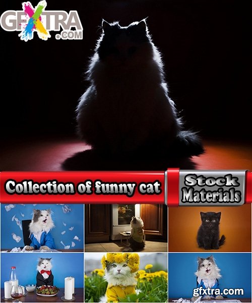 Collection of funny cat in different clothes kitten with a dog 25 HQ Jpeg