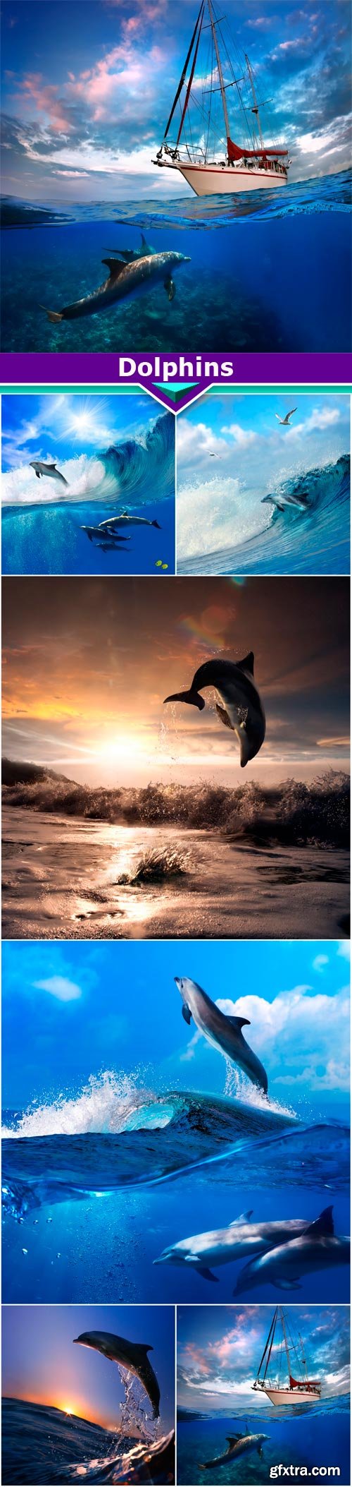 Dolphins 6X JPEG
