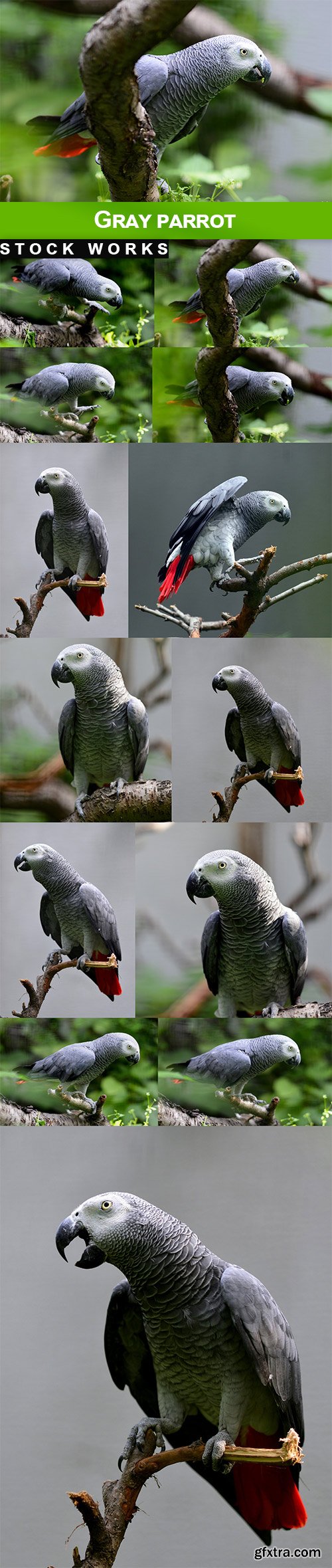 Gray Parrot - 13 UHQ JPEG