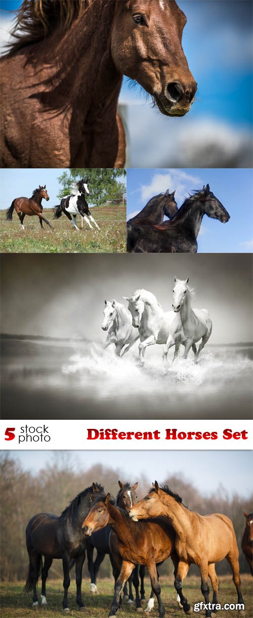 Photos - Different Horses Set