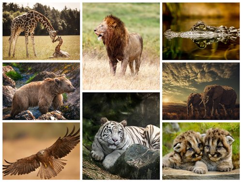 70 Wallpapers with Animals