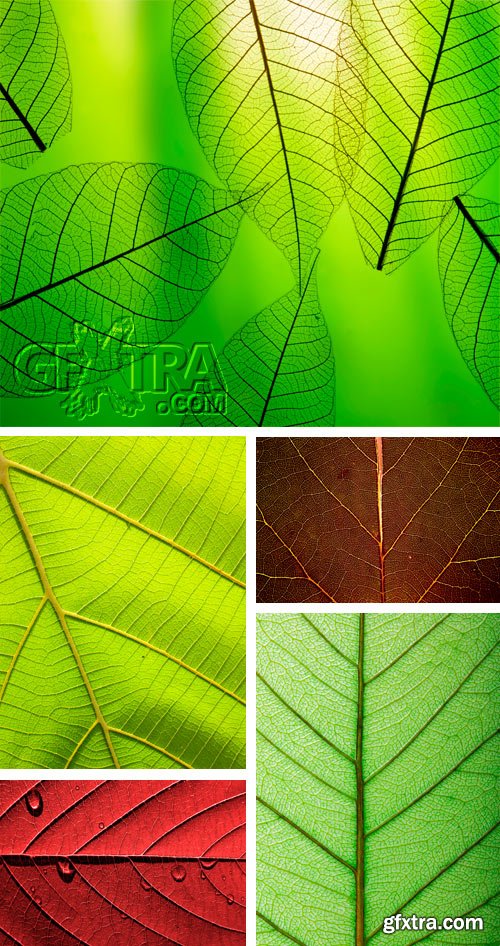 Amazing SS - Leaf Textures, 25xJPGs