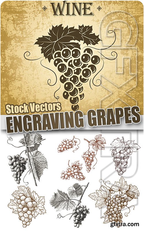 Engraving grapes - Stock Vectors