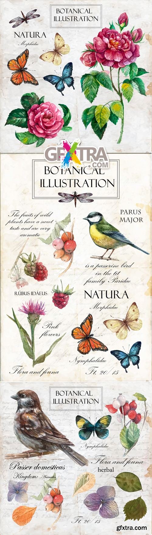 Birds & Flowers - Botanical Vector