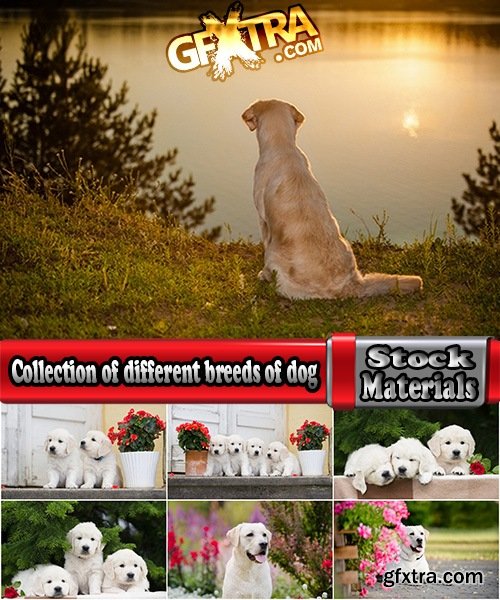 Collection of different breeds of dog puppy dog at sunset wool puppies 25 HQ Jpeg