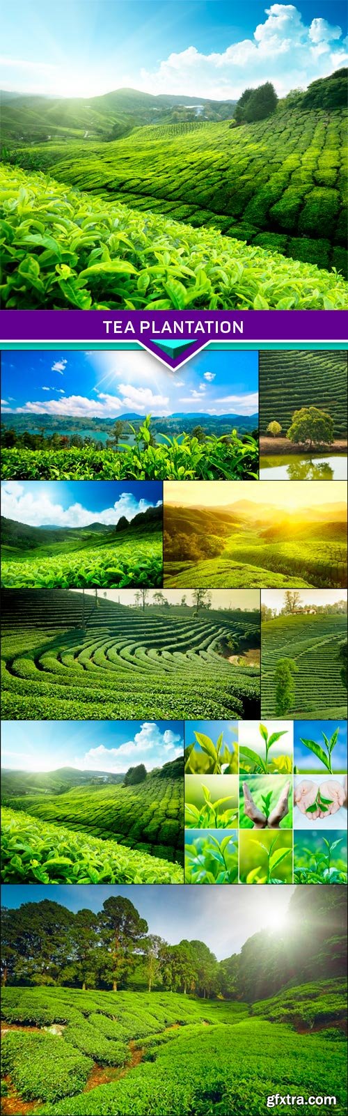 Tea plantation 10x JPEG