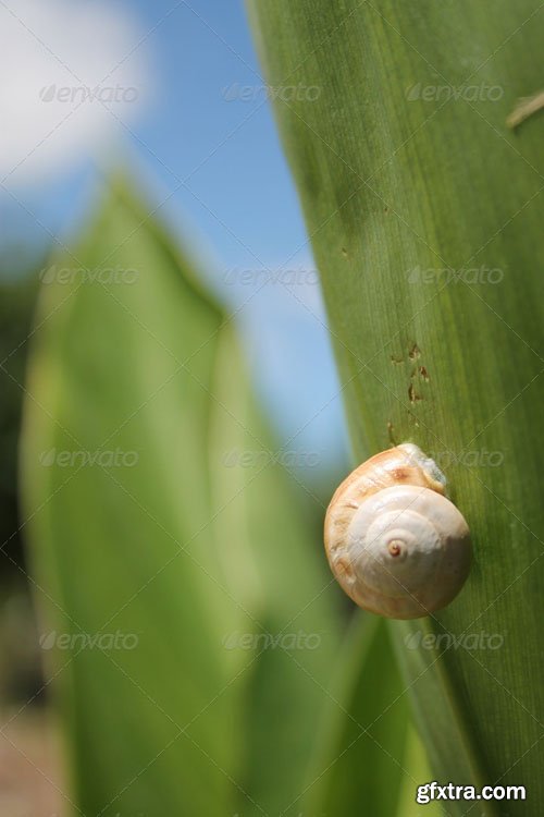 Snail climbing - Photodune 5069504