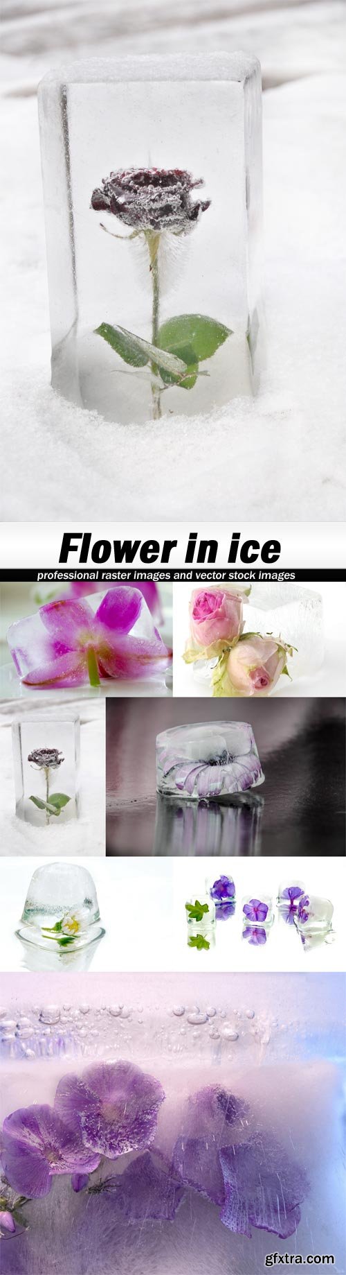 Flower in ice