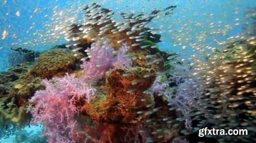 Take Amazing Underwater Pictures Using Compact Cameras