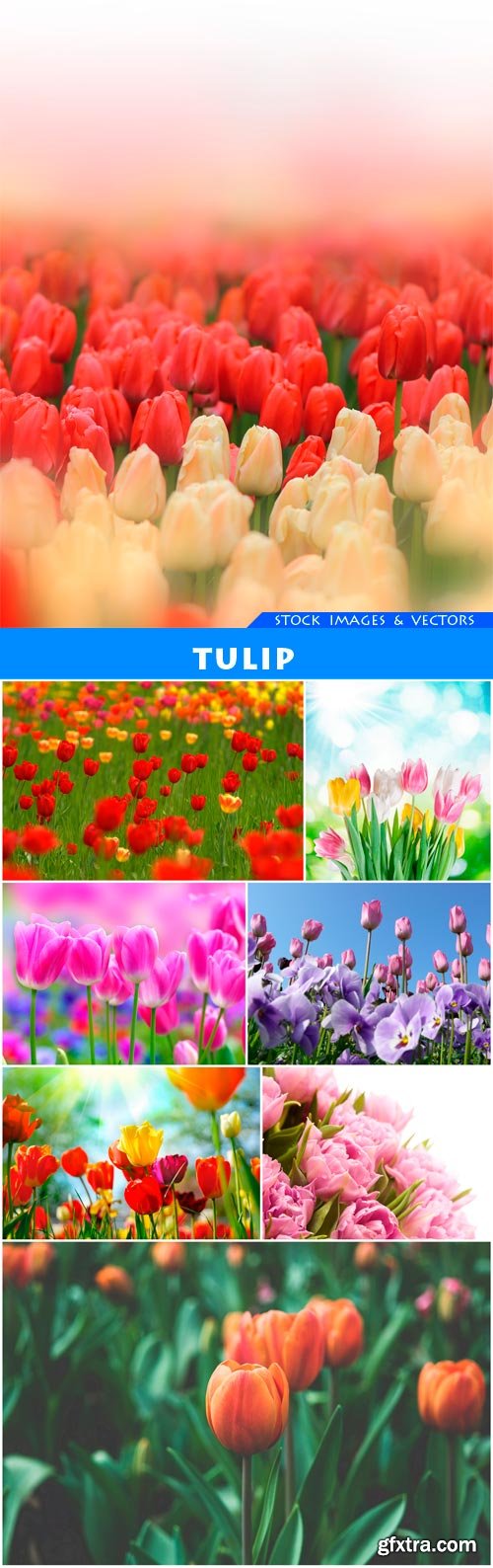 Tulip 8X JPEG