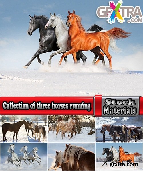 Collection of three horses running Horse winter frost nature landscape 25 HQ Jpeg