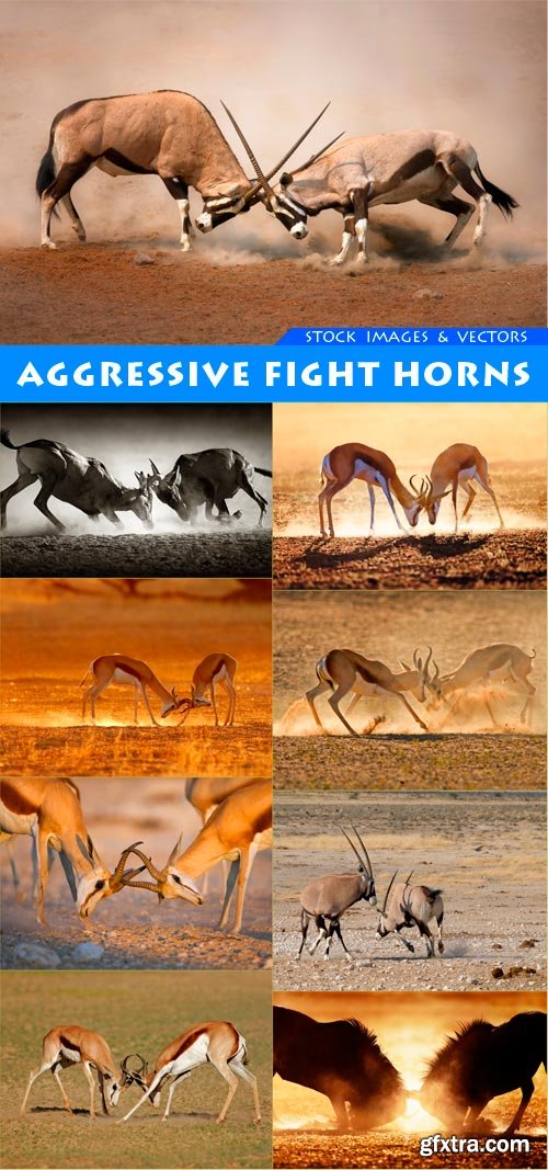 Aggressive fight horns 9X JPEG
