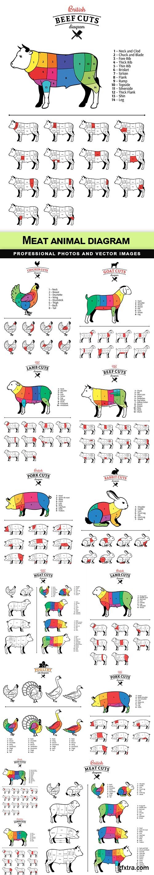 Meat animal diagram