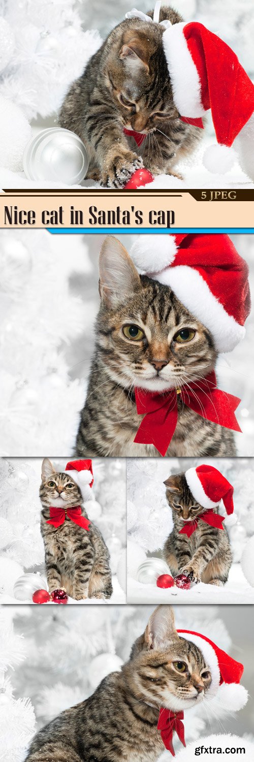 Nice cat in Santa\'s cap