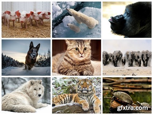 70 Wallpapers with Animals Set 2